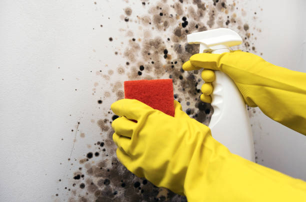 Best White Mold Remediation in Loomis, CA