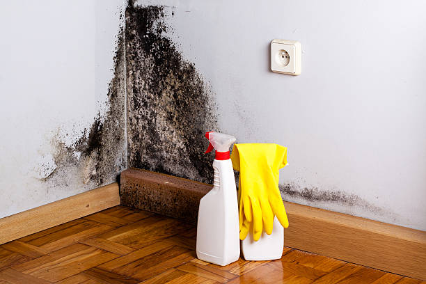 Best Post-Flood Mold Remediation in Loomis, CA